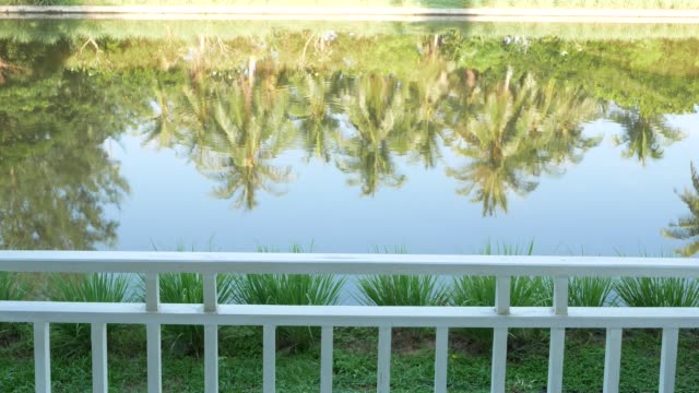 Wasser-der-Kokospalme-reflektieren.