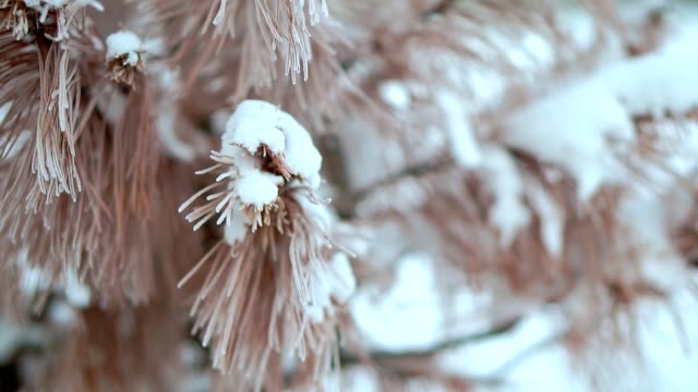 Dried-spruce,-in-the-snow,-very-cold.-Severe-frost-in-Alaska