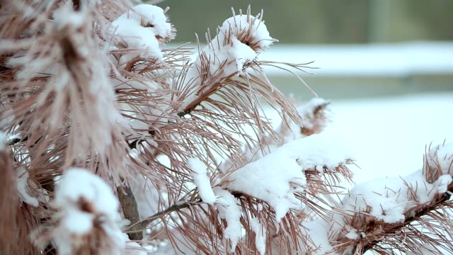 Dried-spruce,-in-the-snow,-very-cold.-Severe-frost-in-Alaska