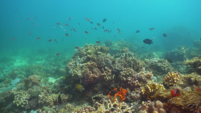 Arrecife-de-coral-y-peces-tropicales.-Filipinas,-Mindoro