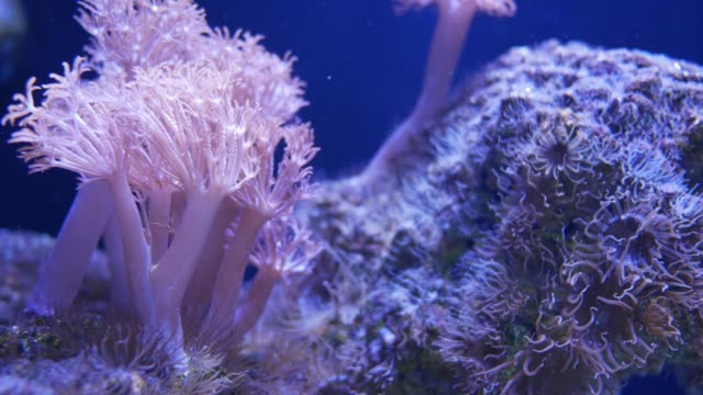 Schönen-Blick-aufs-Meer-Blume-(Puls-Korallen-oder-Pumpen-Xenia)-in-Unterwasserwelt-mit-Korallen-und-Fischen.