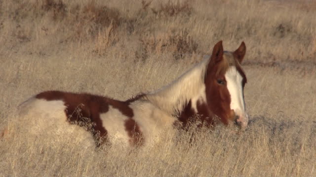 Potro-caballo-salvaje-en-el-desierto-de-Utah