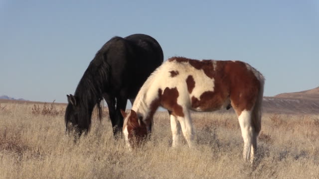 Wild-Horses-in-the-Utah-Desert