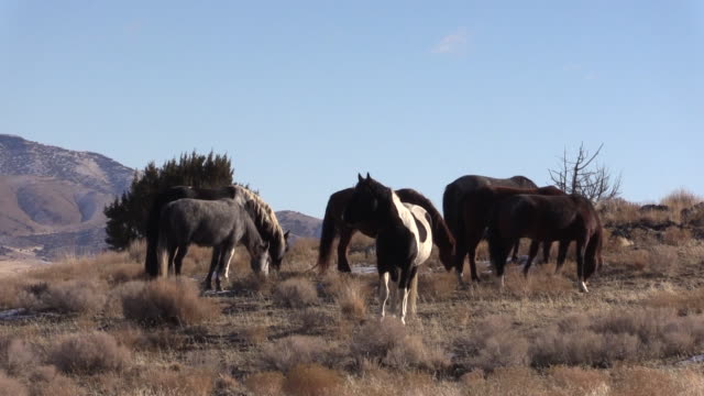 Caballos-salvajes-en-el-desierto-de-Utah