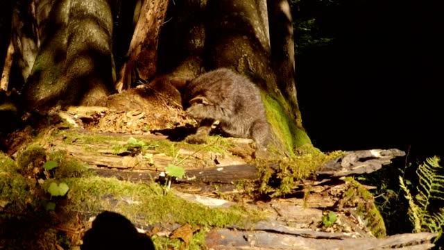gatito-salvaje-bosque-gris-es-lavado-en-luz-del-sol-bajo-un-árbol-y-musgo