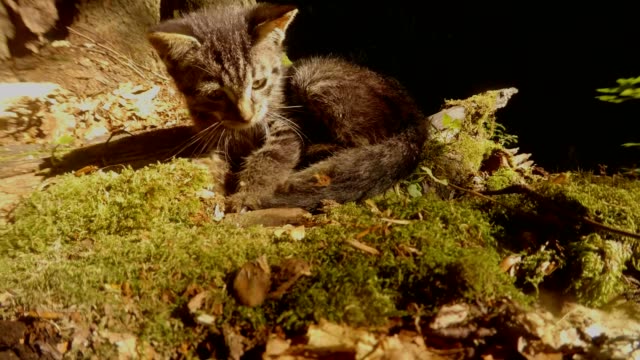 gatito-salvaje-bosque-gris-jugando-con-una-cola-de-sol-brillante-en-un-primer-plano-del-árbol