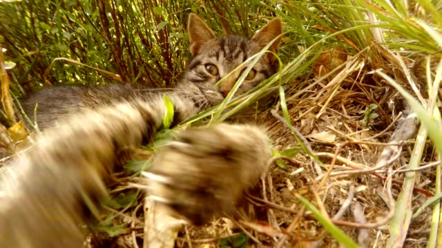 graue-kleine-wilde-Katze,-Pfoten-und-Zunge,-in-den-Büschen-und-Rasen-in-den-Wald,-Nahaufnahme