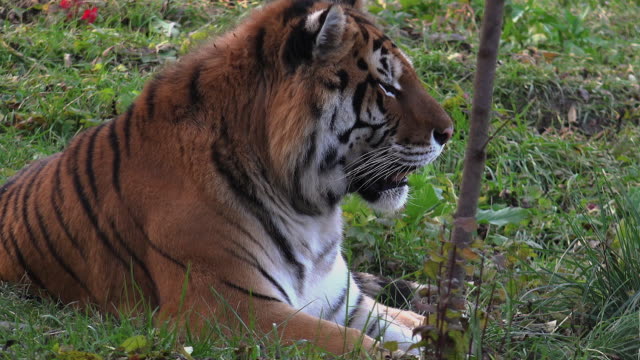Bengal-Tiger-Ruhen