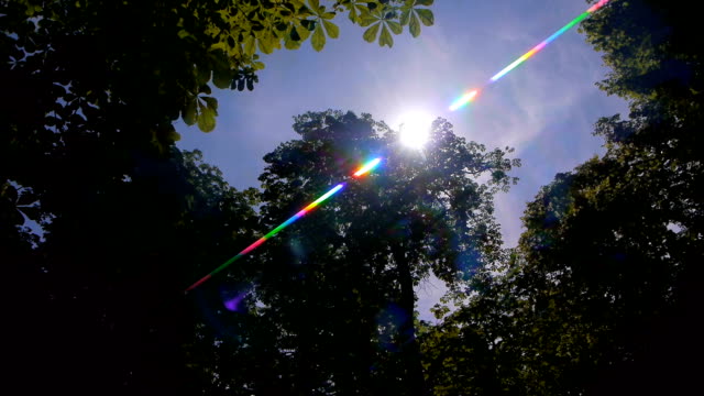Sun-lens-flare-in-forest