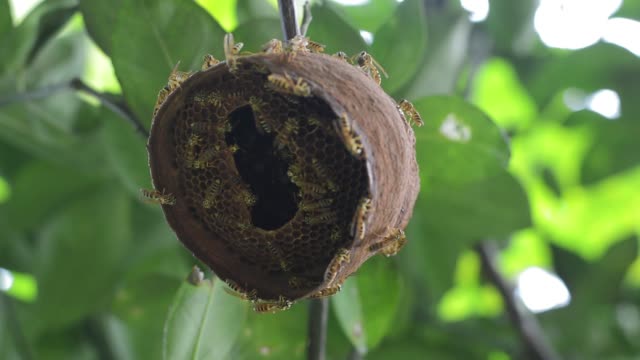 wasp-nest-low-angle