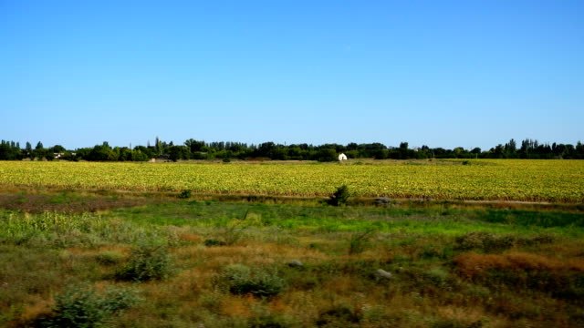 Agricultural-fields.-Shooting-in-the-movement.