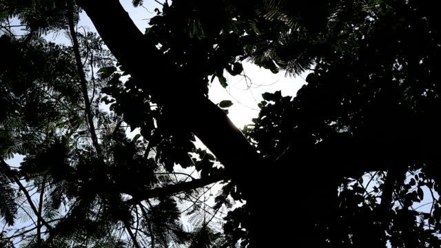 under-tree-sunbeam-lens-flare-001
