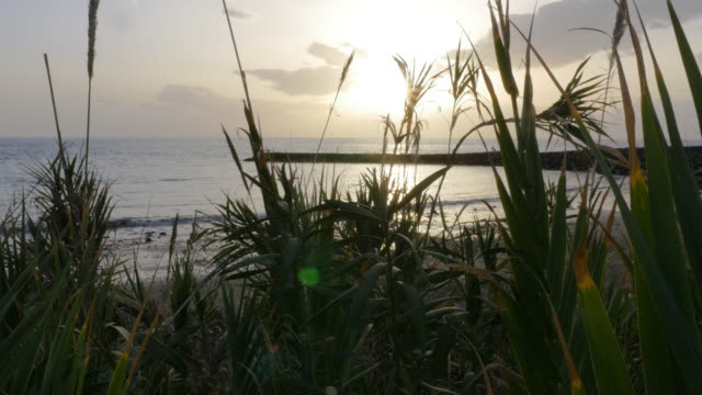 Am-Abend-Strand-Panorama-durch-tropische-Pflanzen