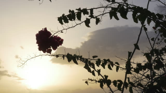 Blühender-Baum-Zweig-Silhouette-und-Wolkengebilde