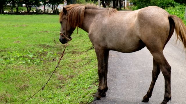 Close-up-braune-Pferd-auf-der-Straße,-Chiang-Mai,-Thailand