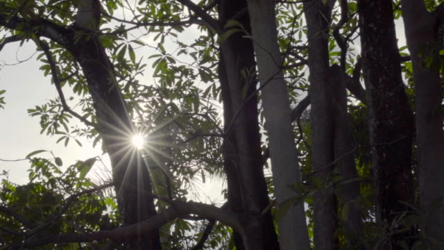 Sun-Ray-Flare-schwenken-Teufel-Baum