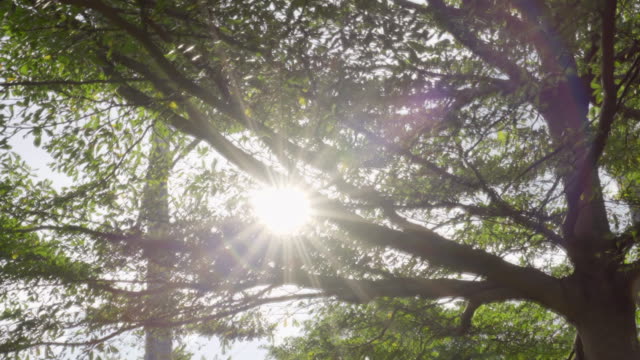 Sun-Ray-Flare-deslizando-el-árbol