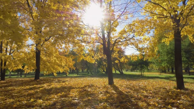 Park-oder-Wald-mit-gelben-Ahornbäumen-im-sonnigen-Herbsttag.-Kamera-ist-Moving-Forward