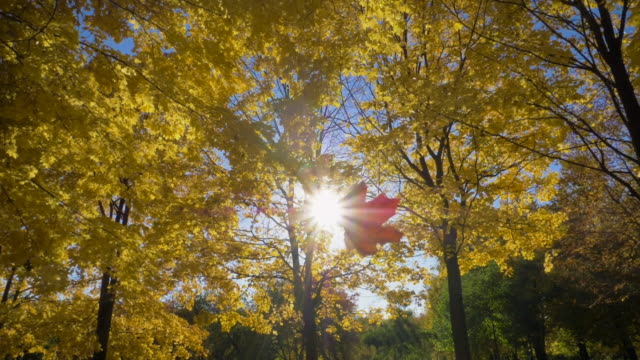 Falling-Leaf-and-Golden-Yellow-Maple-Trees-in-Autumn-Park-at-Sunny-Day