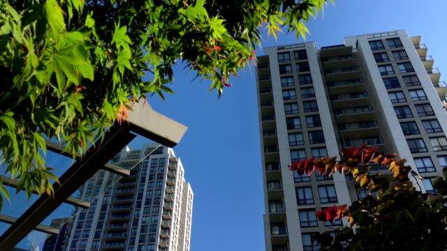 Movimiento-de-altura-del-edificio-y-que-hoja-del-árbol-contra-el-cielo-azul