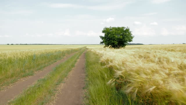 The-road-between-the-fields-of-wheat.-Wheat-field.