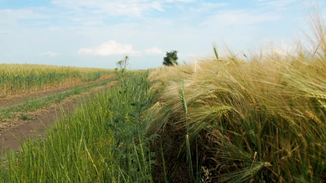Wheat-field.-Ripe-wheat.