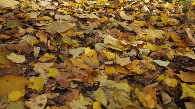 Autumn-yellow-foliage-closeup