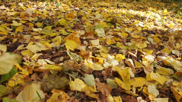 Fallen-yellow-foliage-closeup