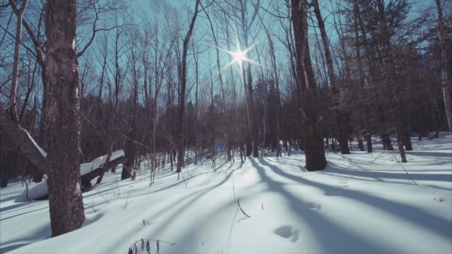Movimiento-de-lento-desplazamiento-vista-bosque-hermoso-invierno-cubierto-de-nieve.-Día-soleado