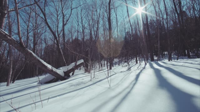 Slow-Motion-Blick-auf-schönen-verschneiten-Winterwald-gleiten.-Sonnigen-Tag