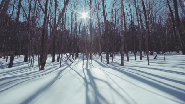 Ver-desplazamiento-lento-del-bosque-deshojado-invierno-cubierto-de-nieve-hermosa.-Día-soleado