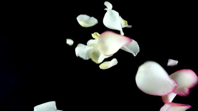 Eine-weiße-rose-Blütenblätter-fallen-auf-einem-schwarzen-Hintergrund.-Slow-Motion.