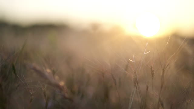 Field-of-dry-grass-in-sunset-light