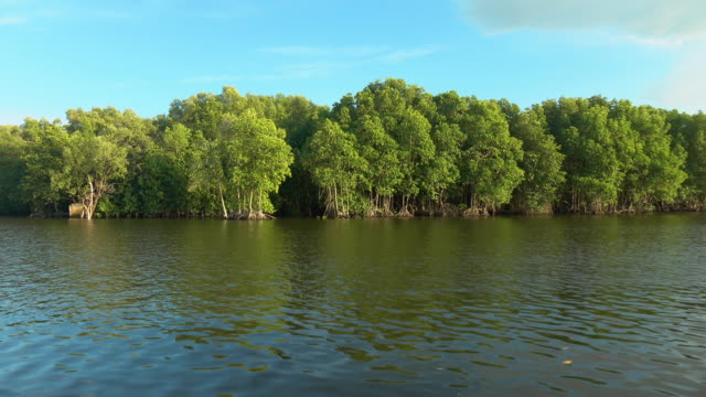 Bosque-de-manglares-en-Chanthaburi,-Tailandia