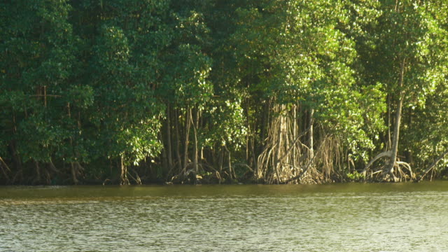 Bosque-de-manglares-en-Chanthaburi,-Tailandia