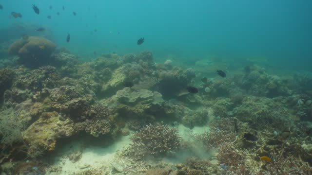 Coral-reef-and-tropical-fish.-Philippines,-Mindoro