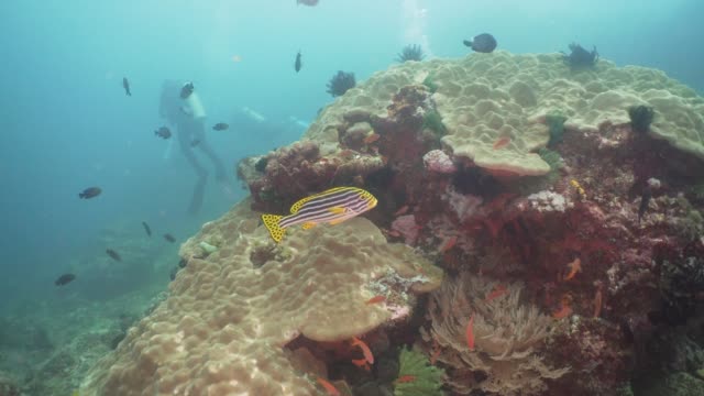 Korallenriff-und-tropischen-Fischen.-Philippinen,-Mindoro