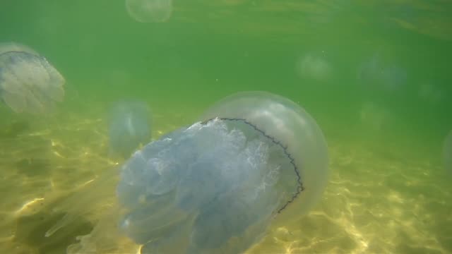 big-jellyfish-swim-underwater