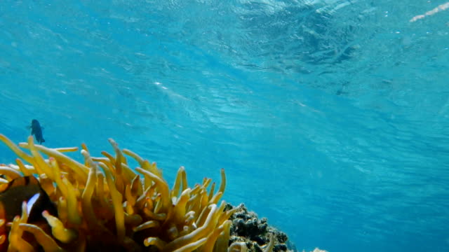 El-pez-payaso-vive-en-la-anémona-de-mar