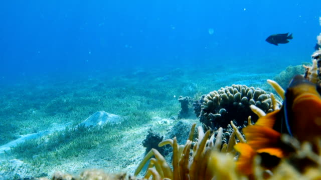 El-pez-payaso-vive-en-la-anémona-de-mar
