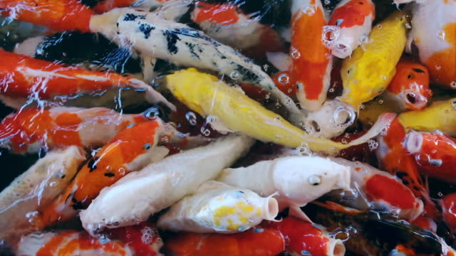 Alimentación-de-carpa-elegante-colorida-pescados-de-Koi-carpas-apiñamiento-que-compiten-por-la-comida-en-la-piscina,-full-HD.