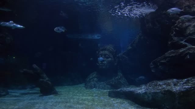 Schöne-Fische-im-Aquarium-auf-Dekoration-der-aquatischen-Pflanzen-Hintergrund.