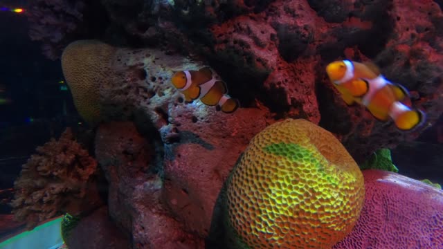 Hermosos-peces-en-el-acuario-con-decoración-de-acuático-plantas-de-fondo.