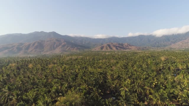 Tropische-Landschaft-mit-Palmen-und-Berge