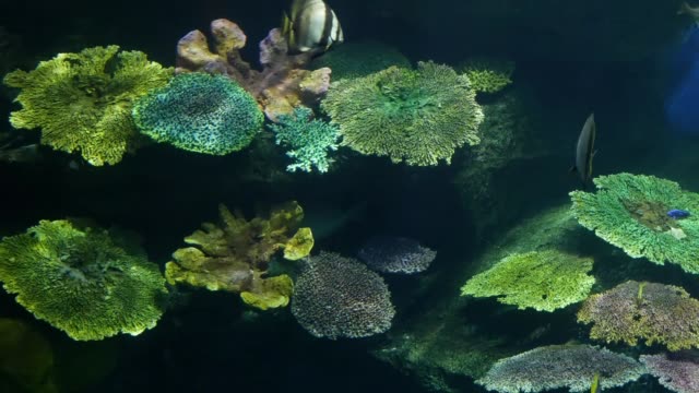 Schöne-Fische-im-Aquarium-auf-Dekoration-der-aquatischen-Pflanzen-Hintergrund.-Eine-bunte-Fische-im-Aquarium.