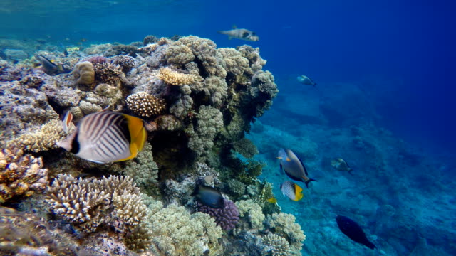Life-in-the-ocean.-Tropical-fish-and-coral-reefs.-Beautiful-corals.