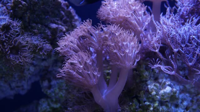 Beautiful-sea-flower-(Pulse-coral-or-Pumping-Xenia)-in-underwater-world-with-corals--and-fish.