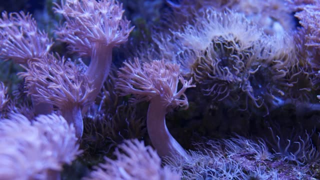 Schönen-Blick-aufs-Meer-Blume-(Puls-Korallen-oder-Pumpen-Xenia)-in-Unterwasserwelt-mit-Korallen-und-Fischen.