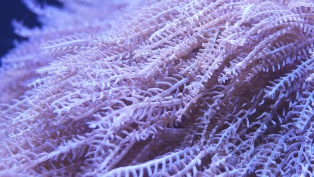 Flor-de-mar-(coral-de-pulso-o-bombeo-Xenia)-en-mundo-submarino-con-peces-y-corales.