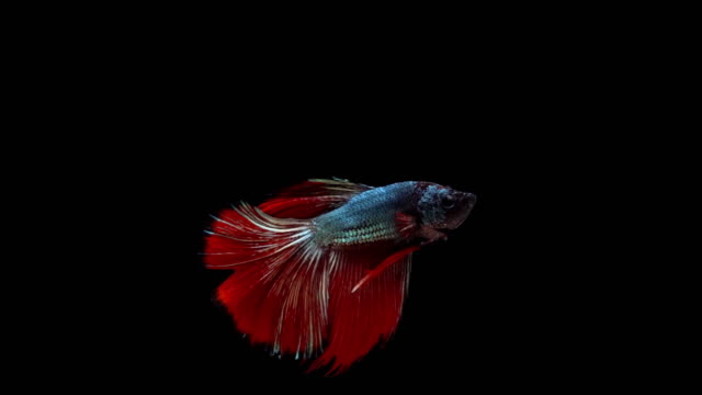 Super-slow-motion-of-red-Siamese-fighting-fish-(Betta-splendens),-well-known-name-is-Plakat-Thai